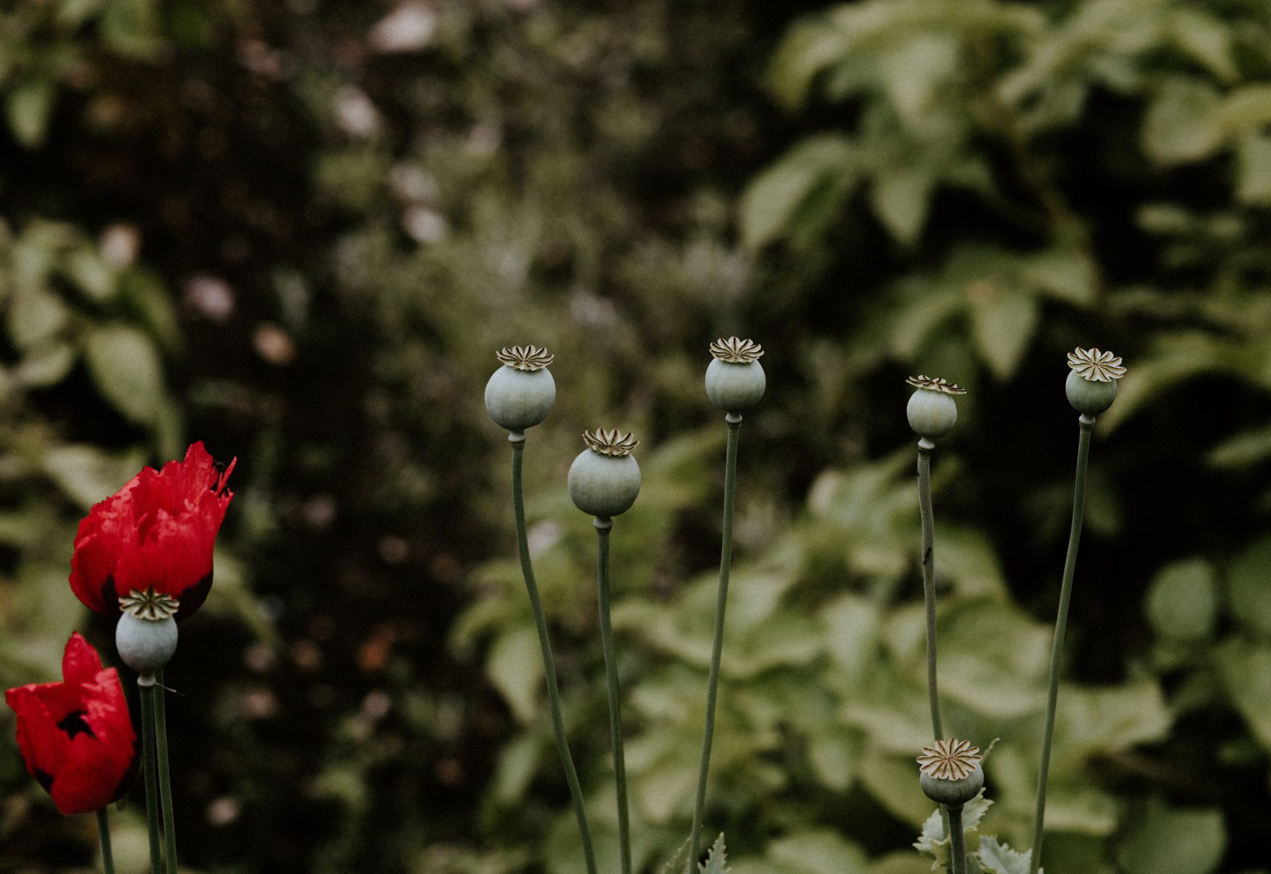 Mjanma (dawniej Birma), państwo członkowskie ASEAN, staje się największym producentem opium na świecie.