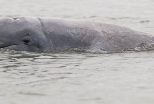 Kambodża – co raz więcej delfinów z Mekongu