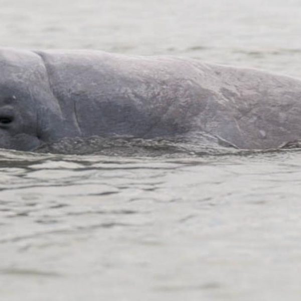 Kambodża – co raz więcej delfinów z Mekongu