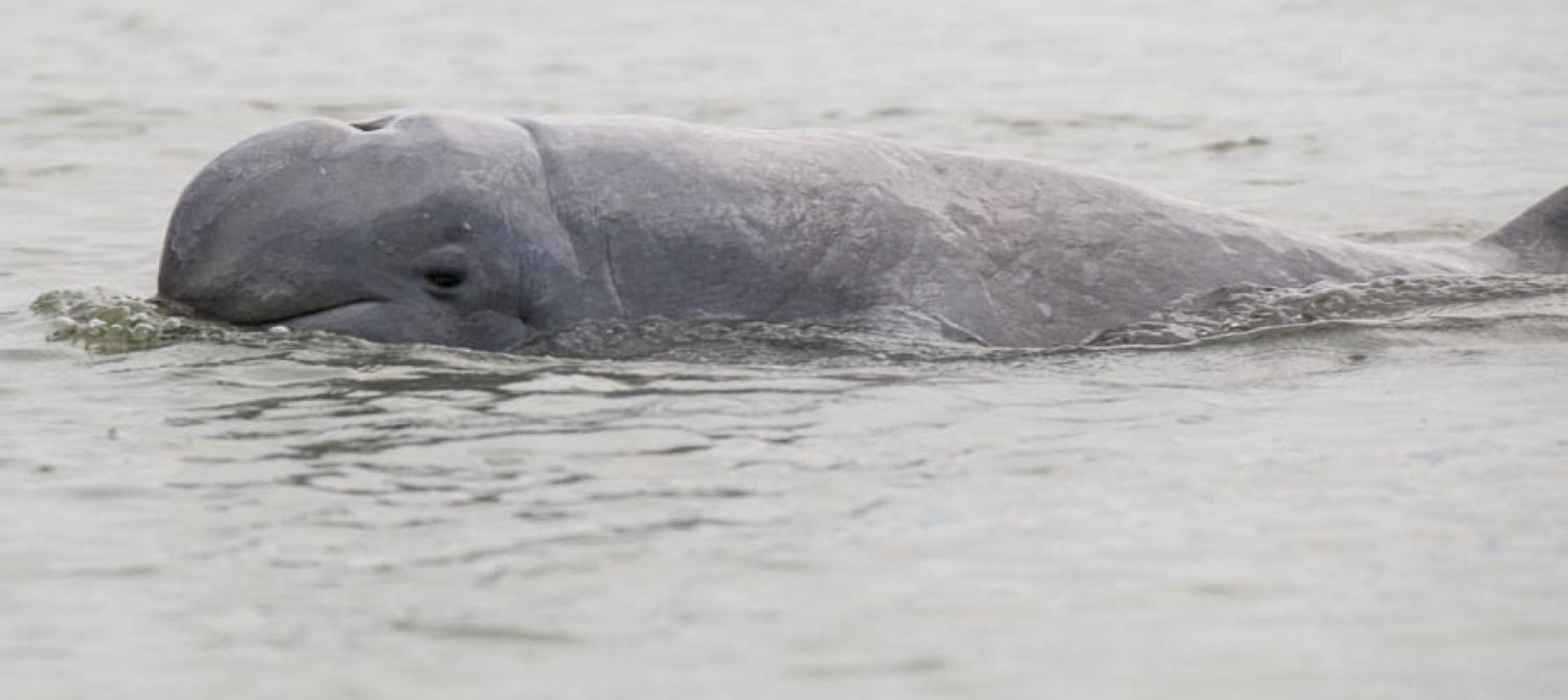 Kambodża – co raz więcej delfinów z Mekongu