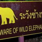 Khao Sok, czyli jak niebezpieczne są lasy w ASEAN