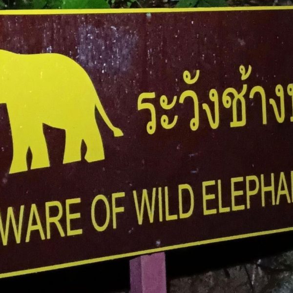 Khao Sok, czyli jak niebezpieczne są lasy w ASEAN